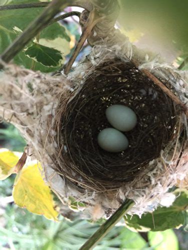 鳥兒在家築巢|野鳥庭前築巢 預示居家風水好兆頭 